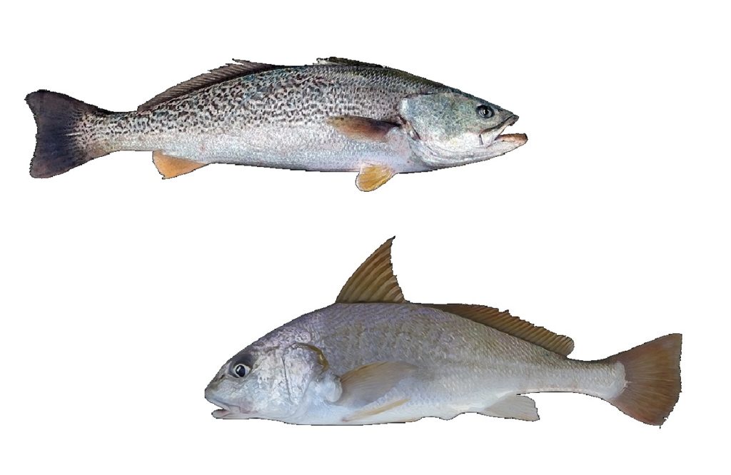 biologia reproductiva corvina y berrugata