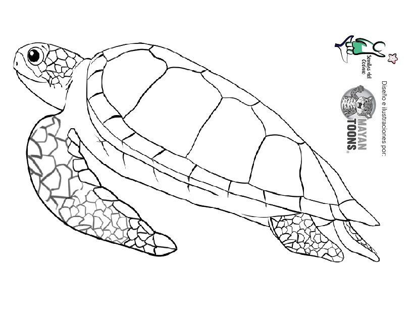 tortuga negra colorear